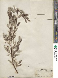 Salix planifolia image