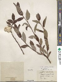 Salix planifolia image