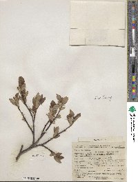 Salix planifolia image