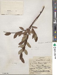 Salix planifolia image