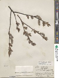 Salix planifolia image