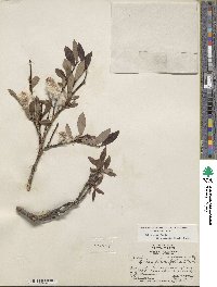 Salix planifolia image