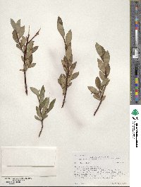 Salix planifolia image