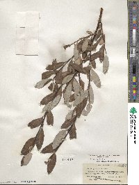 Salix planifolia image