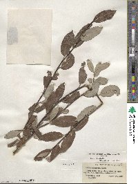 Salix planifolia image