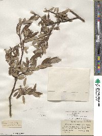 Salix planifolia image