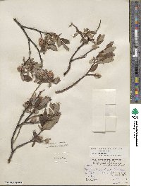 Salix planifolia image