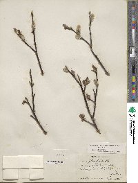 Salix planifolia image