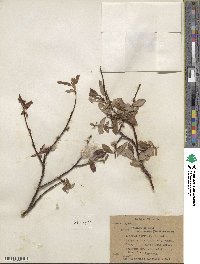 Salix planifolia image