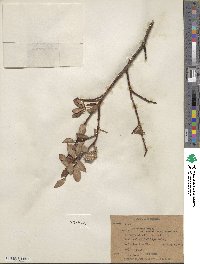 Salix planifolia image