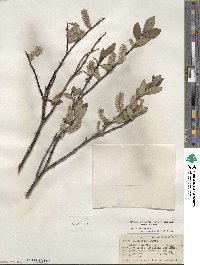 Salix planifolia image