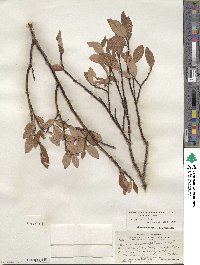 Salix planifolia image