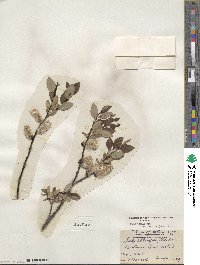 Salix planifolia image