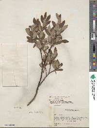 Salix planifolia image