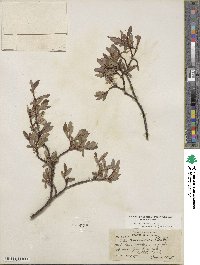 Salix planifolia image