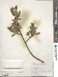 Salix planifolia image