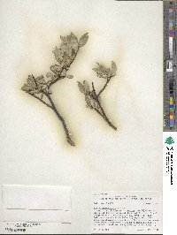 Salix planifolia image