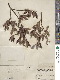 Salix planifolia image