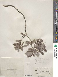 Salix planifolia image