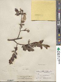 Salix planifolia image