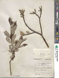 Salix planifolia image