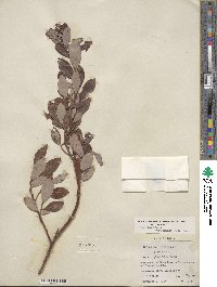 Salix planifolia image