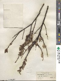 Salix planifolia image