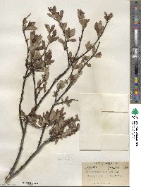 Salix planifolia image