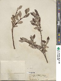 Salix planifolia image