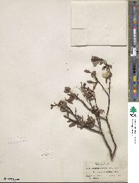 Salix planifolia image