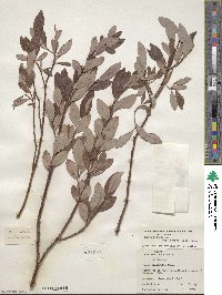 Salix planifolia image