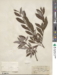 Salix planifolia var. nelsonii image