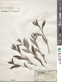 Salix planifolia var. nelsonii image