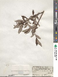 Salix planifolia image