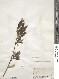 Salix planifolia var. nelsonii image