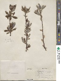 Salix planifolia var. nelsonii image