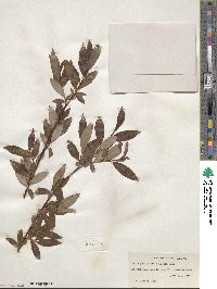 Salix planifolia image