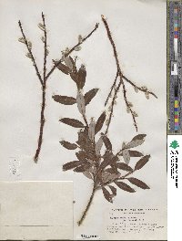 Salix planifolia image