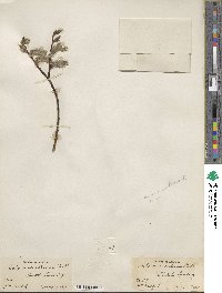 Salix planifolia var. nelsonii image