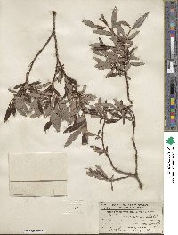 Salix planifolia image