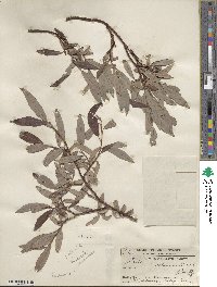 Salix planifolia var. nelsonii image