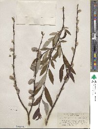 Salix planifolia image