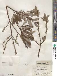 Salix planifolia image