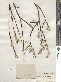 Salix planifolia image