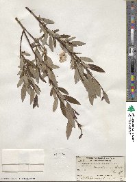 Salix planifolia var. nelsonii image