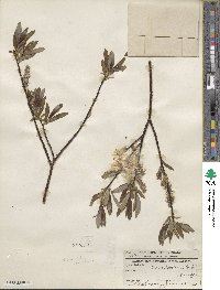 Salix planifolia image