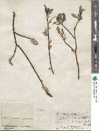 Salix planifolia image