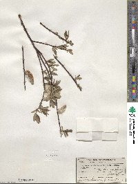 Salix planifolia image