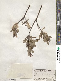 Salix planifolia image