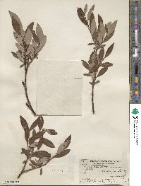 Salix planifolia var. nelsonii image